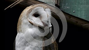 Barn owl looking around against wood