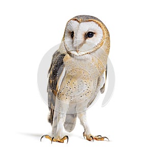 Barn Owl Looking away, Tyto alba, standing, isolated on white