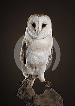 Barn owl looking at camera sitting on a tree trunk on a dark brown background