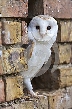 Barn Owl Looking Out of a Hole in a Wall