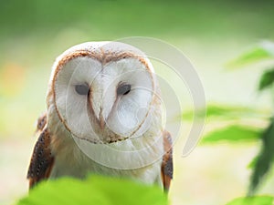 Barn Owl looking straight forward