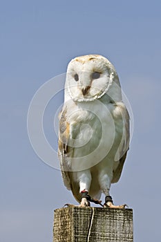 Barn Owl Lookout