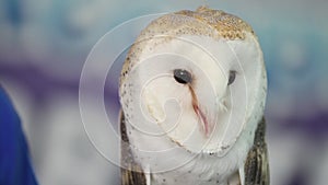 Barn owl making sounds