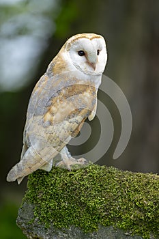 Barn owl on mossy outcrop