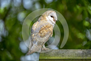 Barn owl on mossy outcrop