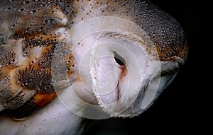 The barn owl is the most widely distributed species of owl in the world and one of the most widespread of all species of birds