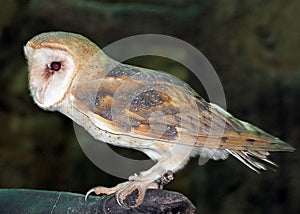 A Barn Owl at the Naples Zoo