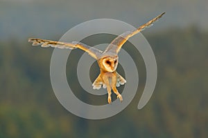 Barn Owl, nice light bird in flight, in the grass, outstretched wings, action wildlife scene from nature, United Kingdom . Forest