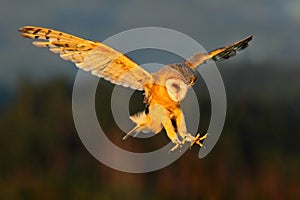 Barn Owl, nice light bird in flight, in the grass, outstretched wins, action wildlife scene from nature, United Kingdom