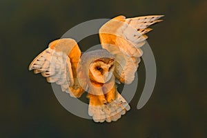 Barn Owl, nice light bird in flight, in the grass, outstretched wins, action wildlife scene from nature, United Kingdom photo