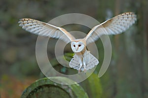 Barn owl with nice wings landing on headstone. Owl in the habitat. Action wildlife scene from Europe. Flying bird in the forest.
