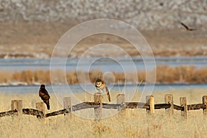 Barn owl and a Northern Harrier hawk in a standoff in a grassy field in the Nevada desert.