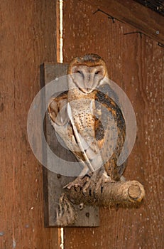 Barn Owl Pair Perched on a Stake at the Zoo