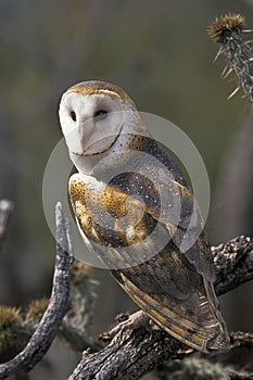 Barn Owl perched