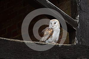 Barn owl perched on beam