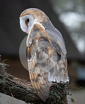 Barn Owl Perched on Branch in Profile