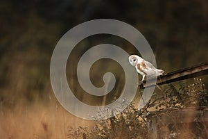 Barn owl perched on the edge of a wooden construction in a rural setting