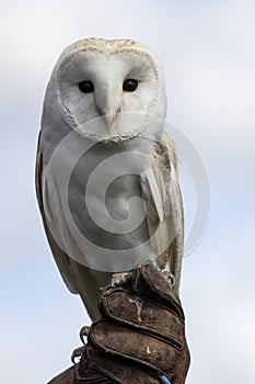 Barn Owl perched on falconers glove.