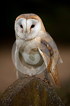 Barn Owl perched on a gravestone