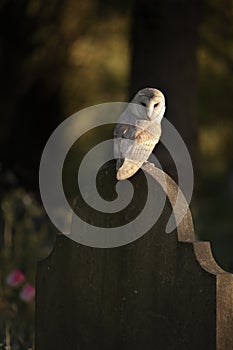 Barn owl perched on a gravestone.