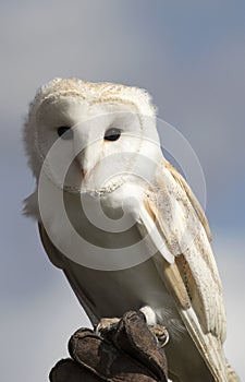 Barn Owl perched on a leather gauntlet