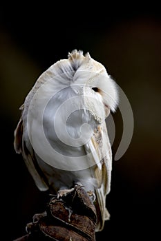 Barn Owl perched on a leather glove.