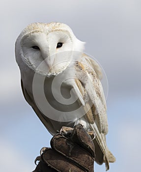 Barn Owl perched on a leather glove.