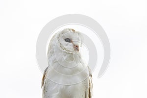 Barn owl perched with light white cloud background