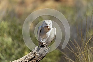Barn owl perched on a log