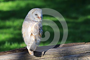 Barn Owl Perched on a Log Showing Plumage