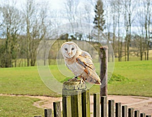 Barn owl perched on a post