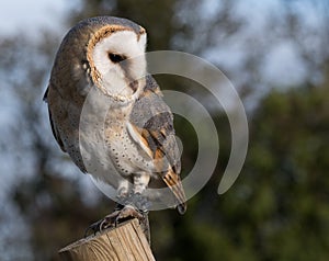 Barn owl perched on post with blue sky and greenery in the background.