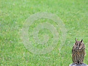 Barn owl perched on post with grass background