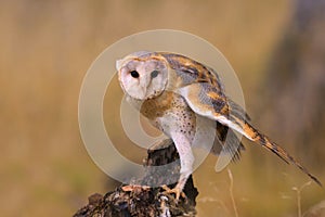 Barn Owl perched on a stump in the forest (Tyto alba)