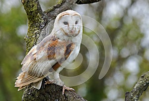 Barn Owl perched on a tree with a bokeh background