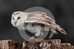 A Barn Owl perched on a tree stump