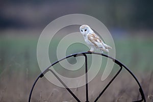 Barn owl perches on a wheel spoke