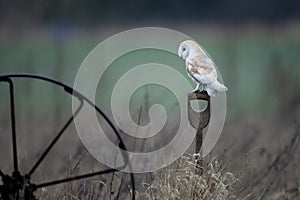 Barn owl perches on a wheel spoke