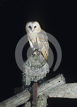 Barn owl perching on fence post