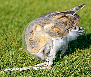 Barn owl picking at jesses whilst standing on grass.