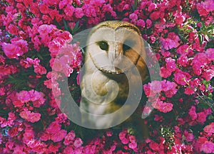 Barn owl and pink flowers