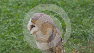 Barn owl portrait