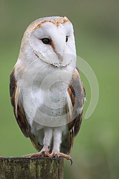 Barn Owl Portrait