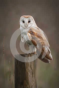 Barn Owl Portrait photo