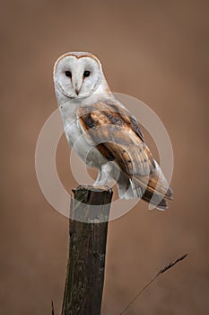 Barn Owl Portrait