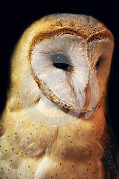 Barn owl portrait with black background