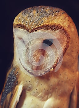 Barn owl portrait with black background