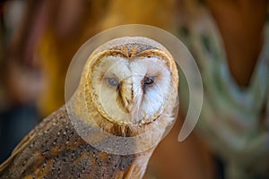 Barn owl portrait