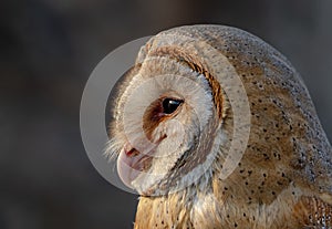 Barn Owl portrait , closeup face picture with Head