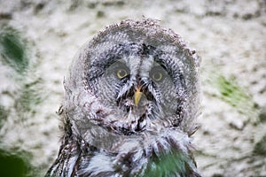 Barn owl portrait in nature